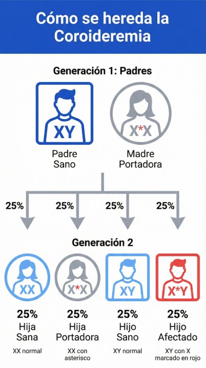 Infografia educativa sobre l'herència lligada al cromosoma X en la coroiderèmia, que mostra com una mare portadora pot transmetre la malaltia als fills varons (50% afectats), mentre que les filles tenen un 50% de probabilitat de ser portadores.